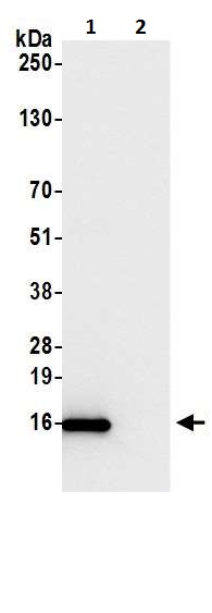 Immunoprecipitation - Anti-CD3 zeta antibody (AB226475)