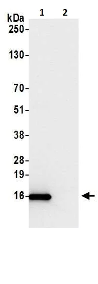 Immunoprecipitation - Anti-CD3 zeta antibody (AB226475)