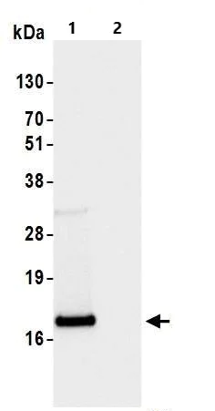 Immunoprecipitation - Anti-CD3 zeta antibody [BL-336-1B2] - BSA free (AB272071)