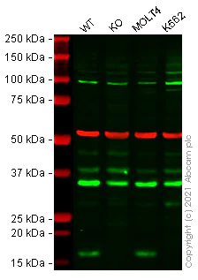 Western blot - Anti-CD3 zeta antibody [BL-336-1B2] - BSA free (AB272071)