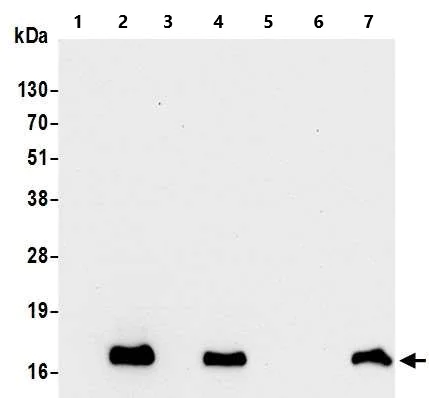 Western blot - Anti-CD3 zeta antibody [BL-336-1B2] - BSA free (AB272071)