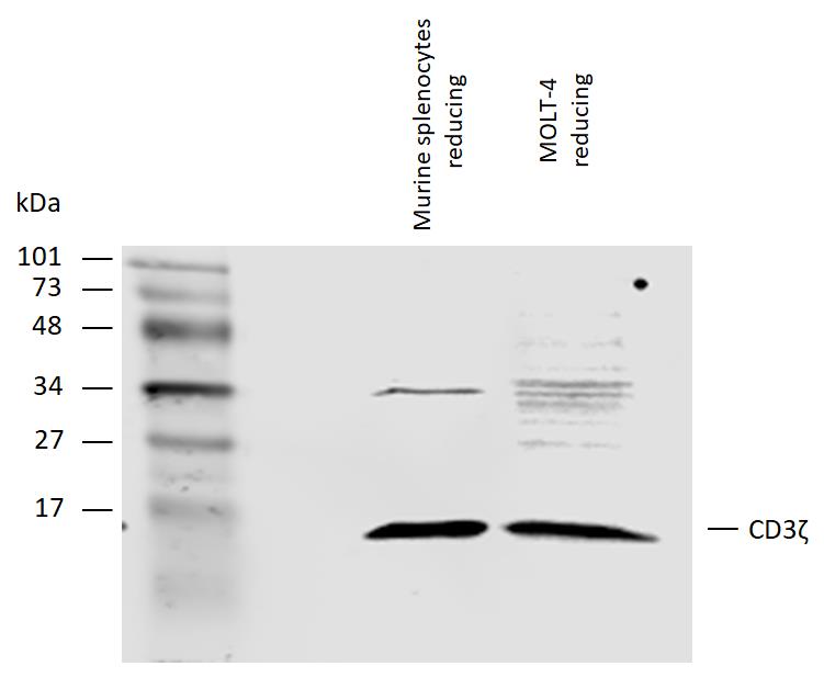 Western blot - Anti-CD3 zeta antibody [H146-968] - BSA and Azide free (AB119827)