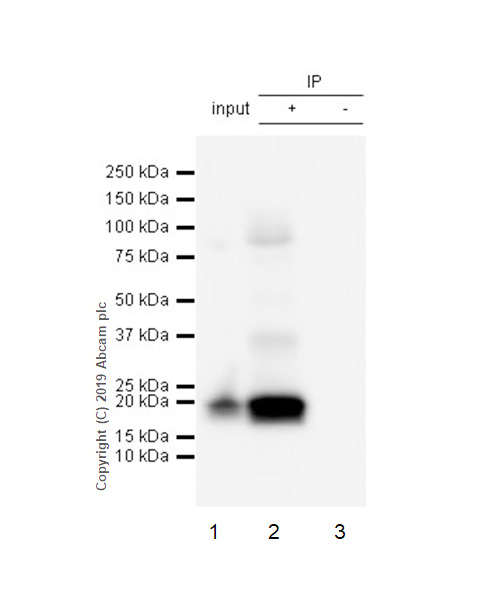Immunoprecipitation - Anti-CD3 zeta (phospho Y142) antibody [EP265(2)Y] (AB68235), expandable thumbnail