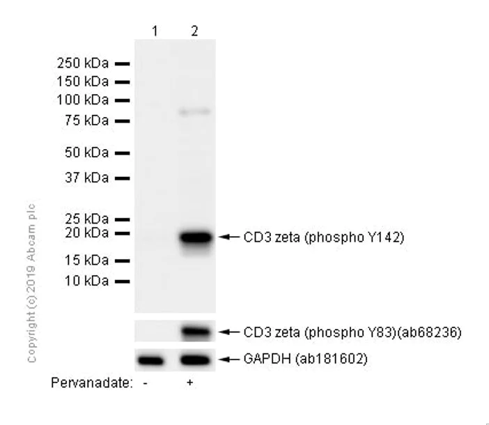 Western blot - Anti-CD3 zeta (phospho Y142) antibody [EP265(2)Y] - BSA and Azide free (AB245765)