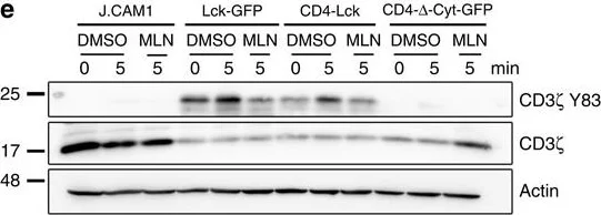 Western blot - Anti-CD3 zeta (phospho Y83) antibody [EP776(2)Y] (AB68236)