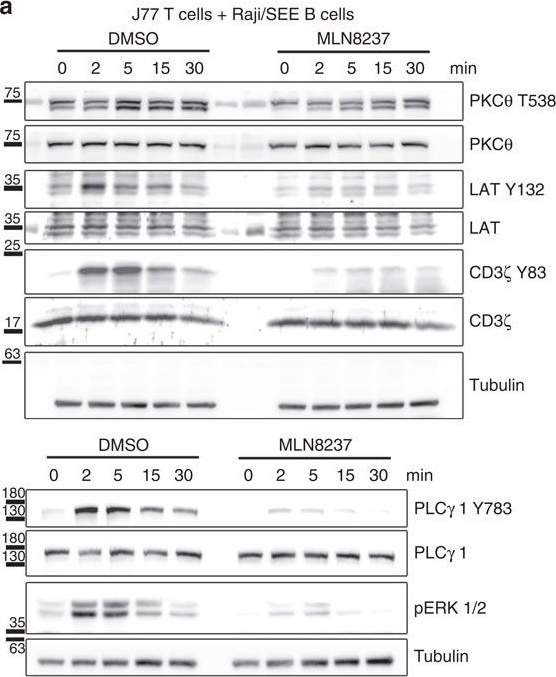 Anti-CD3 zeta (phospho Y83) antibody [EP776(2)Y] (ab68236) | Abcam