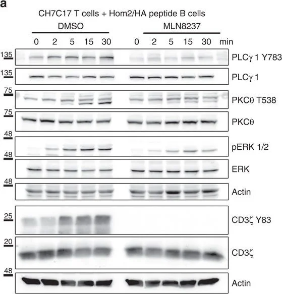 Western blot - Anti-CD3 zeta (phospho Y83) antibody [EP776(2)Y] (AB68236)