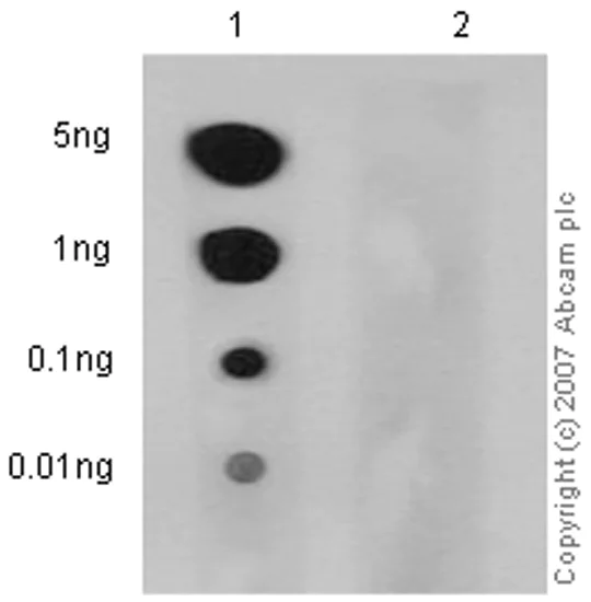 Dot Blot - Anti-CD3 zeta (phospho Y83) antibody [EP776(2)Y] - BSA and Azide free (AB238955)