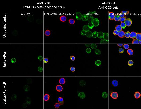 Anti-CD3 zeta (phospho Y83) antibody [EP776(2)Y] - BSA and Azide