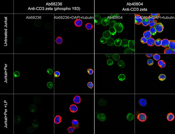 Immunocytochemistry/ Immunofluorescence - Anti-CD3 zeta (phospho Y83) antibody [EP776(2)Y] - BSA and Azide free (AB238955)