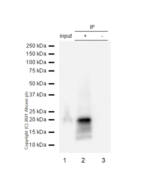Immunoprecipitation - Anti-CD3 zeta (phospho Y83) antibody [EP776(2)Y] - BSA and Azide free (AB238955)