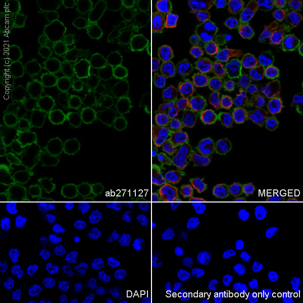 Immunocytochemistry/ Immunofluorescence - Anti-CD30 antibody [EPR24238-228] (AB271127), expandable thumbnail