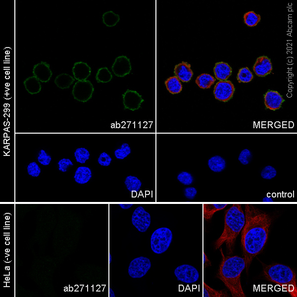 Immunocytochemistry/ Immunofluorescence - Anti-CD30 antibody [EPR24238-228] - BSA and Azide free (AB283586), expandable thumbnail