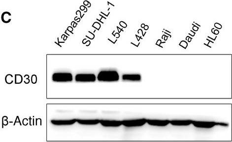 Western blot - Anti-CD30 antibody [EPR4102] (AB134080), expandable thumbnail