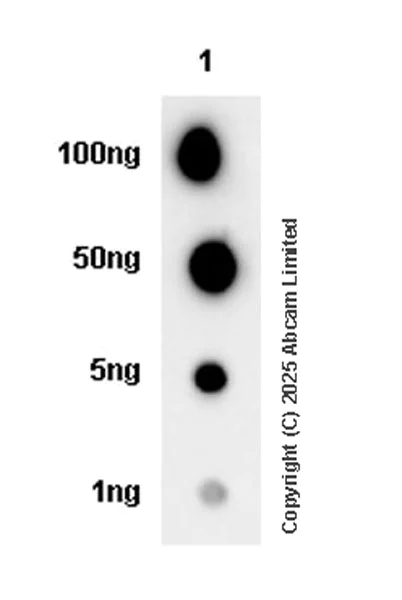 Dot Blot - Anti-CD30 antibody [mCD30.1] (AB324907)