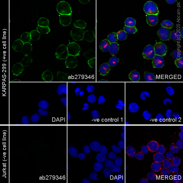 Immunocytochemistry/ Immunofluorescence - Anti-CD30 antibody [SH313-B5] - Human IgG1 (Chimeric) - BSA and Azide free (AB279349), expandable thumbnail
