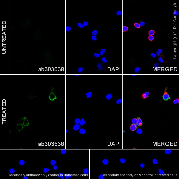 Immunocytochemistry/ Immunofluorescence - Anti-CD30-L antibody [EPR24237-61] - BSA and Azide free (AB303539)