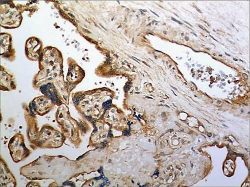 Immunohistochemistry (Formalin/PFA-fixed paraffin-embedded sections) - Anti-CD30-L antibody [MM0168-3G56] (AB89196), expandable thumbnail