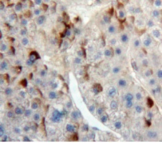Immunohistochemistry (Formalin/PFA-fixed paraffin-embedded sections) - Anti-CD300 antibody (AB231791)