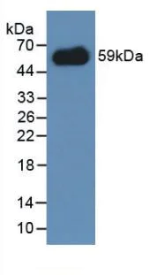 Western blot - Anti-CD300 antibody (AB231791)