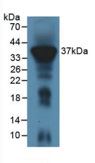 Western blot - Anti-CD300 antibody (AB231791)
