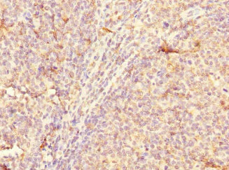 Immunohistochemistry (Formalin/PFA-fixed paraffin-embedded sections) - Anti-CD300a antibody (AB230339)