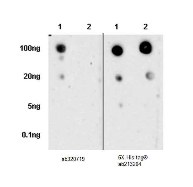 Dot Blot - Anti-CD300a antibody [EPR27995-84] (AB320719), expandable thumbnail
