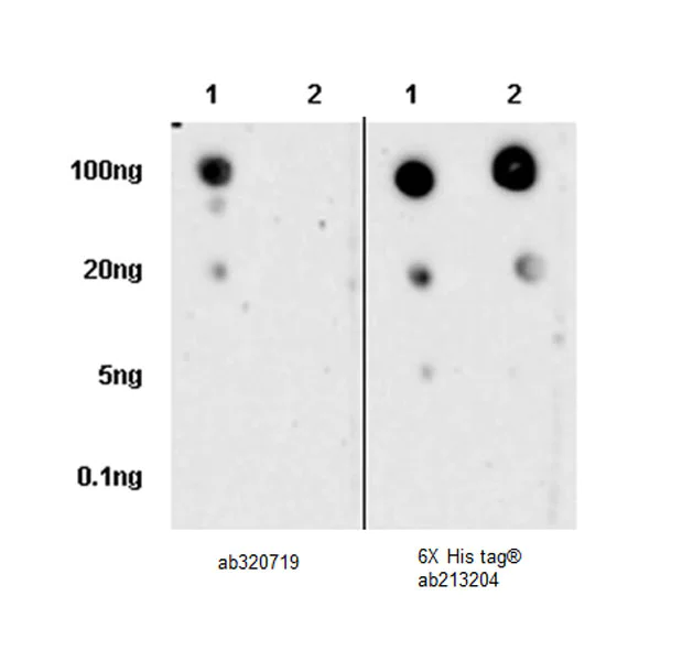 Dot Blot - Anti-CD300a antibody [EPR27995-84] - BSA and Azide free (AB320720)