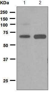 Western blot - Anti-CD300a antibody [EPR5226] (AB124810), expandable thumbnail