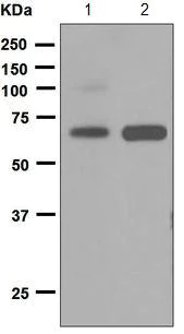 Western blot - Anti-CD300a antibody [EPR5226] (AB124810)