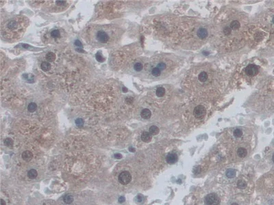 Immunohistochemistry (Formalin/PFA-fixed paraffin-embedded sections) - Anti-CD300C antibody (AB232789)