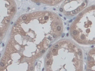 Immunohistochemistry (Formalin/PFA-fixed paraffin-embedded sections) - Anti-CD300C antibody (AB232789)