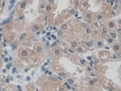 Immunohistochemistry (Formalin/PFA-fixed paraffin-embedded sections) - Anti-CD300C antibody (AB232789)