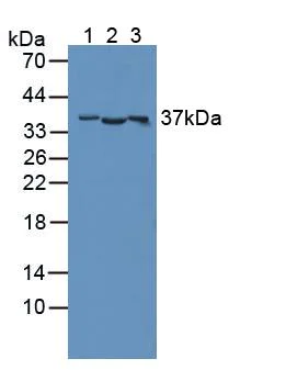 Western blot - Anti-CD300C antibody (AB232789)