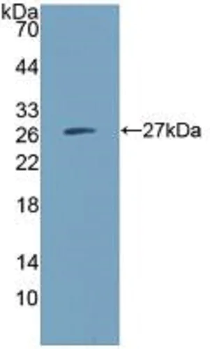 Western blot - Anti-CD300C antibody (AB232789)