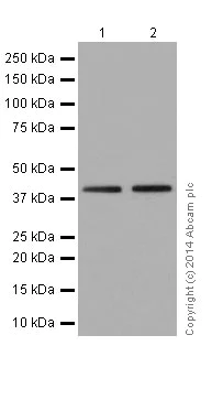 Western blot - Anti-CD300C antibody [EPR16470] (AB195811)