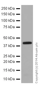 Western blot - Anti-CD300C antibody [EPR16470] (AB195811)