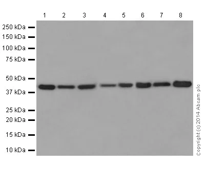 Western blot - Anti-CD300C antibody [EPR16470] - BSA and Azide free (AB251213)