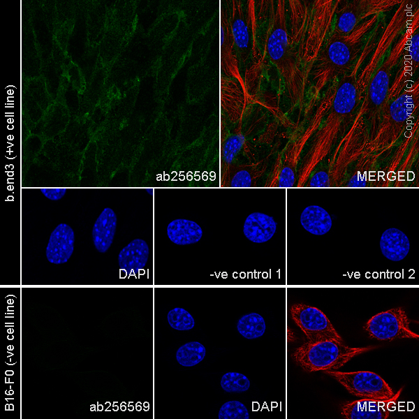 Immunocytochemistry/ Immunofluorescence - Anti-CD31 antibody [13.3] - BSA and Azide free (AB256573), expandable thumbnail