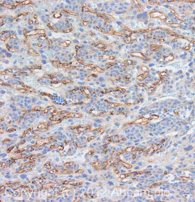 Immunohistochemistry (Formalin/PFA-fixed paraffin-embedded sections) - Anti-CD31 antibody (AB124432)