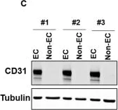 Western blot - Anti-CD31 antibody (AB124432)