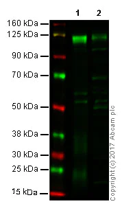 Western blot - Anti-CD31 antibody (AB124432)