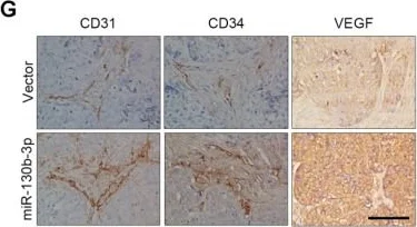 Immunohistochemistry - Anti-CD31 antibody (AB28364)