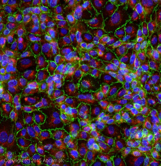 Immunocytochemistry - Anti-CD31 antibody (AB32457)
