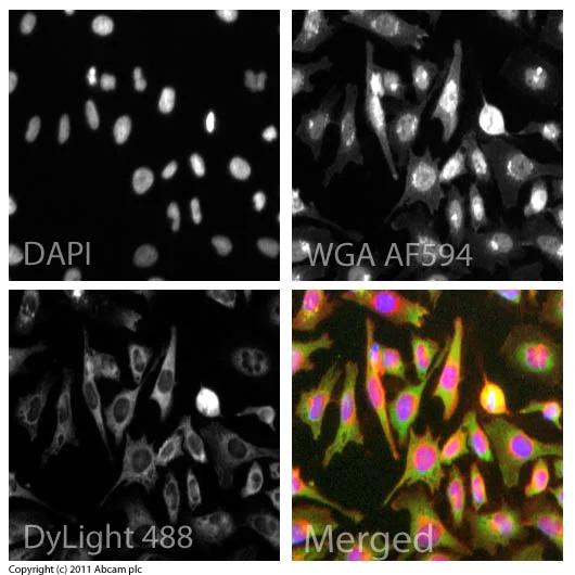 Immunocytochemistry - Anti-CD31 antibody (AB32457)