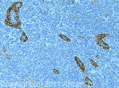 Immunohistochemistry (Formalin/PFA-fixed paraffin-embedded sections) - Anti-CD31 antibody (AB32457)