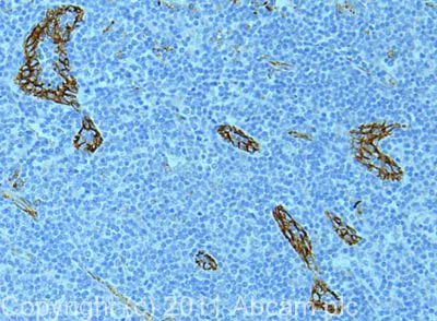 Immunohistochemistry (Formalin/PFA-fixed paraffin-embedded sections) - Anti-CD31 antibody (AB32457)