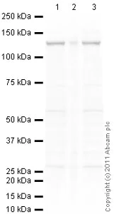 Western blot - Anti-CD31 antibody (AB32457)