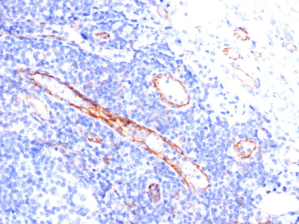 Immunohistochemistry (Formalin/PFA-fixed paraffin-embedded sections) - Anti-CD31 antibody [C31.3] - BSA and Azide free (AB269733)