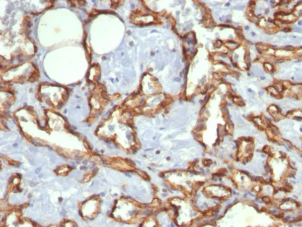 Immunohistochemistry (Formalin/PFA-fixed paraffin-embedded sections) - Anti-CD31 antibody [C31.3] - BSA and Azide free (AB269733)